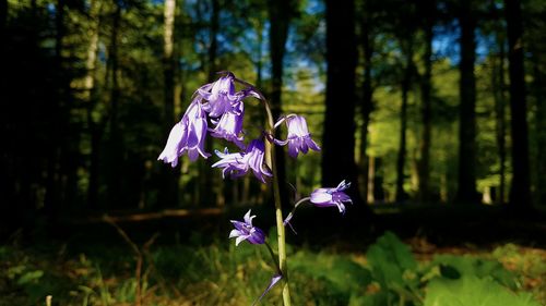 Close-up of purple flowers