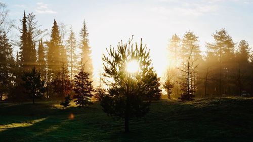 Trees on field against sky