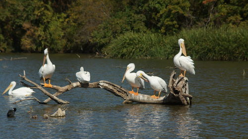 Pelicans perching on driftwood