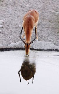 Close-up of horse in lake