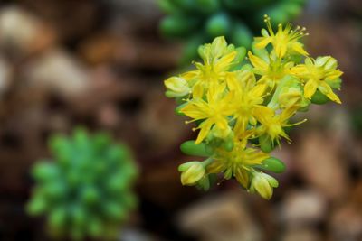 Close-up of yellow flowers blooming outdoors