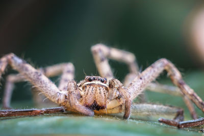 Close-up of spider