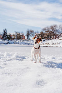 Cute small jack russell dog standing on snowy pier during winter by frozen lake. pets outdoors 