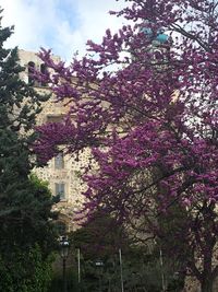 Low angle view of pink flowers on tree