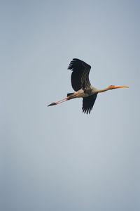 Low angle view of bird flying against clear sky