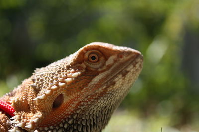 Close-up of lizard