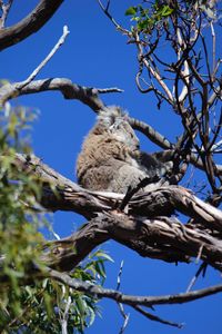 Low angle view of koala on tree against clear sky