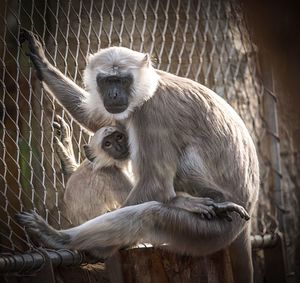 Monkeys sitting in zoo