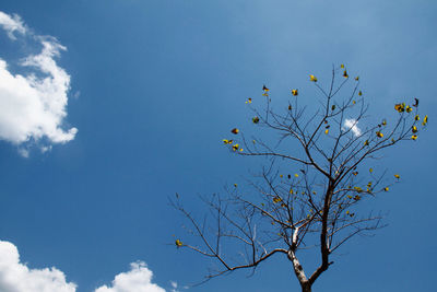 Low angle view of flowering plant against blue sky