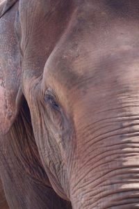 Close-up of elephant