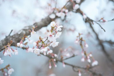 Close-up of cherry blossoms in spring