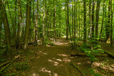 Trees growing in forest