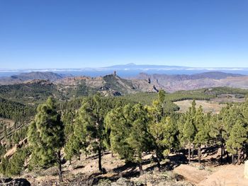 Plants growing on land against sky