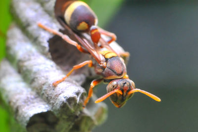 Close-up of insect on leaf