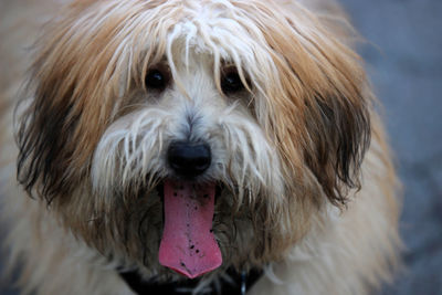 Close-up portrait of a dog