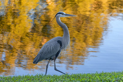 Bird perching on grassy field by lake