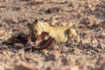 A young desert lion eats the remains of a zebra carcass