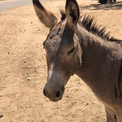 Close-up of a horse on field