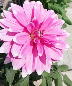 Close-up of pink flower