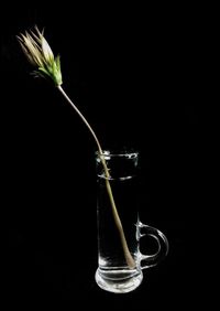 Close-up of wine glass against black background