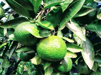 Close-up of fruits growing on tree