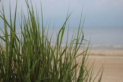 Close-up of grass on field against sky