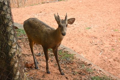 Deer standing on field