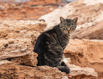 Close-up of cat