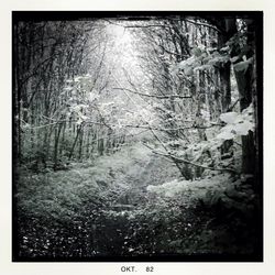 Trees in forest