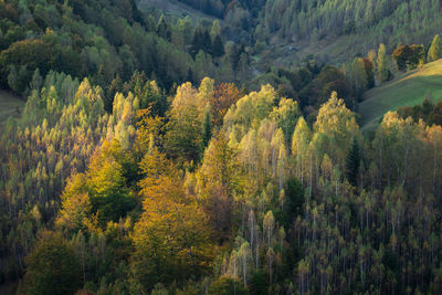 High angle view of pine trees in forest during autumn