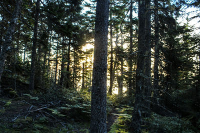 Trees in forest