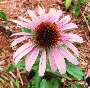 High angle view of purple coneflower blooming outdoors
