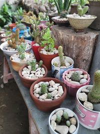 High angle view of potted plants on table