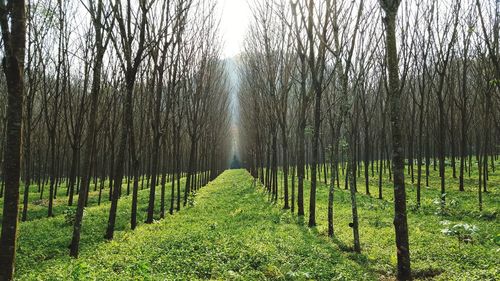 Trees on field against sky