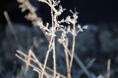 Close-up of frozen leaf during winter