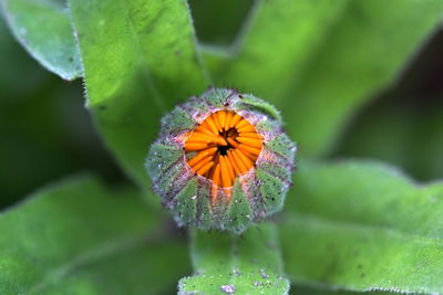Close-up of orange flower
