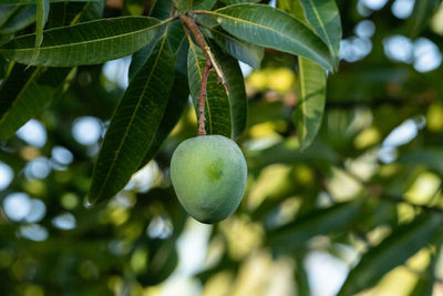 Close-up of fruits growing on tree