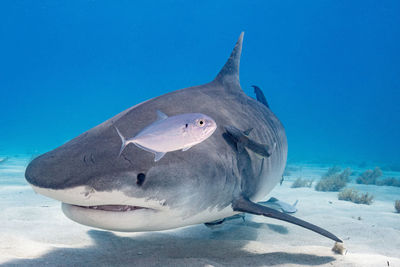 animal