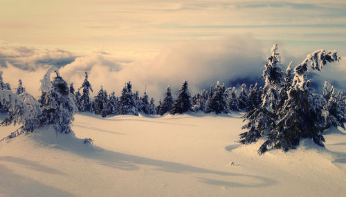 Scenic view of snow covered land and trees against sky