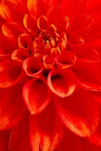 Close-up of red dahlia