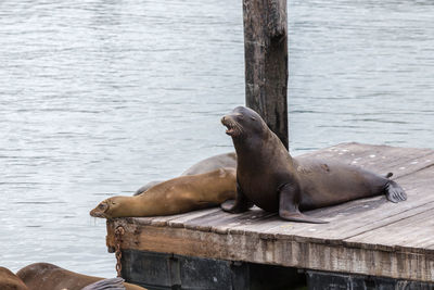 High angle view of sea lion on wooden pier