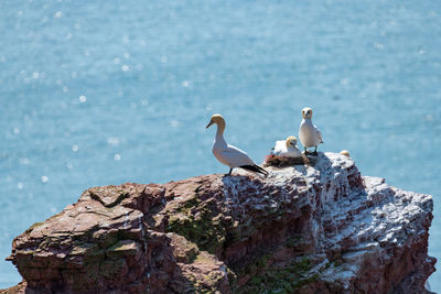 Birds perching on rock
