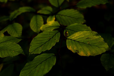 Close-up of plant leaves