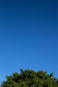 Low angle view of trees against clear blue sky