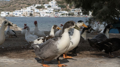 Flock of birds in lake