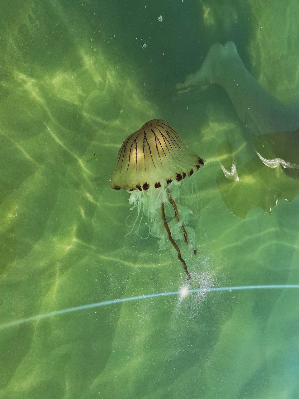 CLOSE-UP OF JELLYFISH SWIMMING