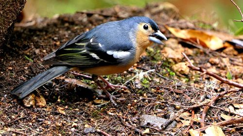 Close-up of bird perching on field