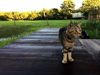 Cat on grass