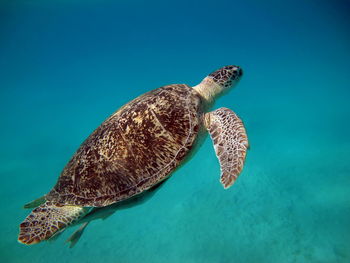 Big green turtle on the reefs of the red sea.