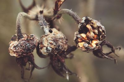 Close-up of dried plant pod